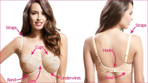 parts-of-a-bra