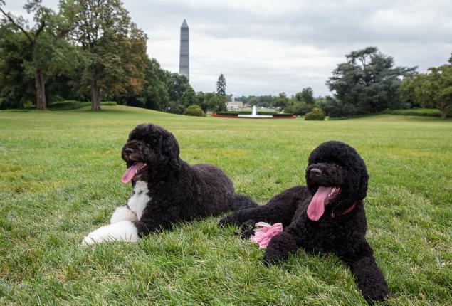 obama-new-dog
